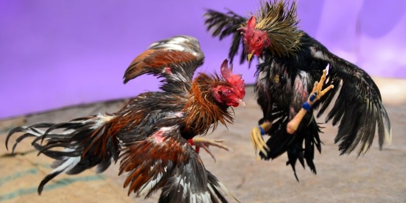 hi 88 KM Game Bài 3d