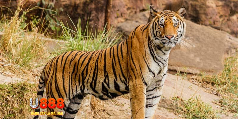 hi 88 game nổ hủ máy bay